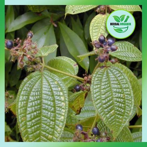 

Daun Harendong Bulu segar 500 gram herbal organik