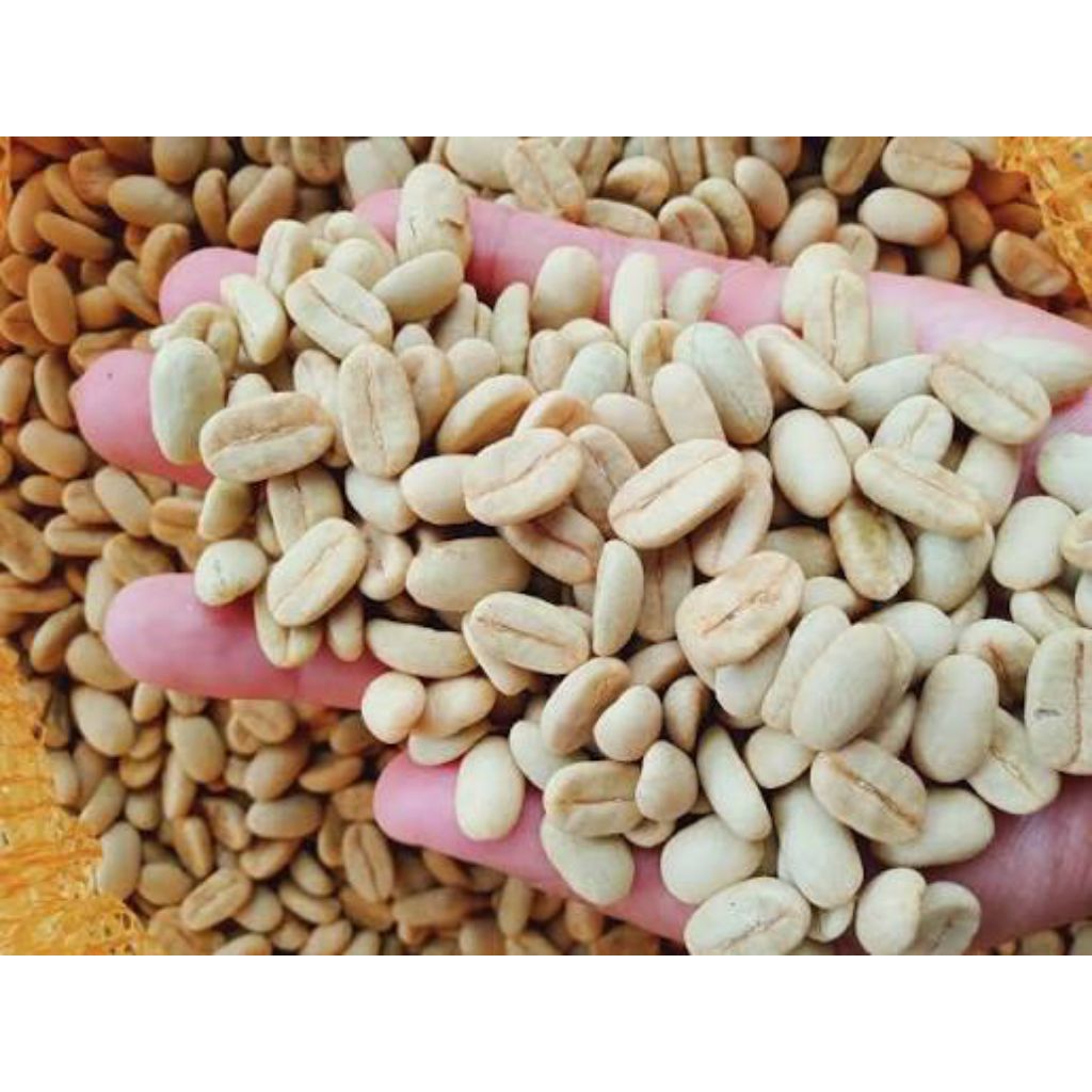 BIJI BENIH KOPI ARABIKA ATENG SUPER UNGGUL SIAP SEMAI