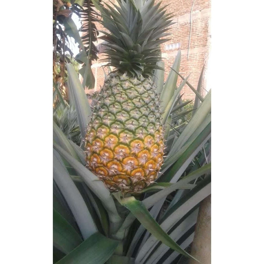 bibit nanas madu (jumbo)super  tabulampot