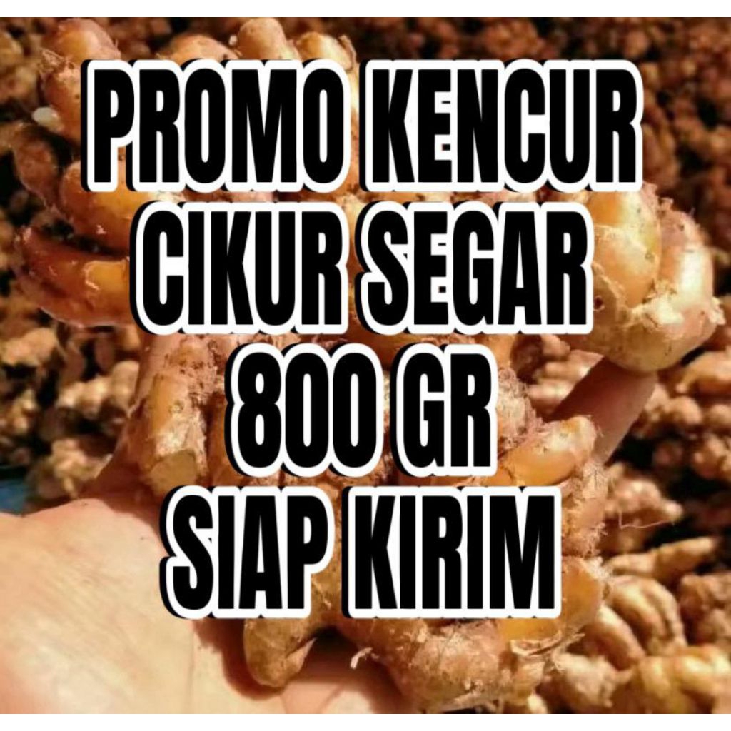 

Kencur segar 800 gr cikur bumbu seblak | masakan tradisional | rempah rimpang segar baru panen
