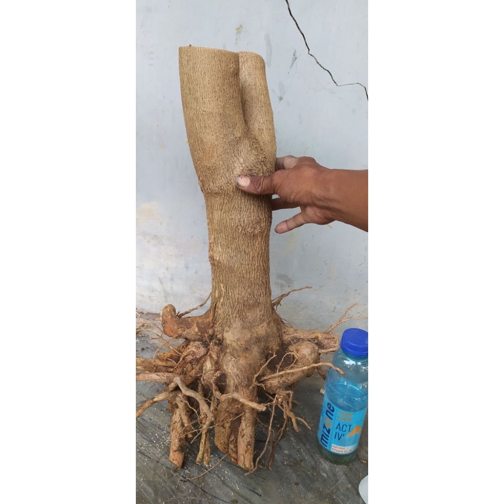 bahan bonsai sancang bonggol super jumbo sesuai foto