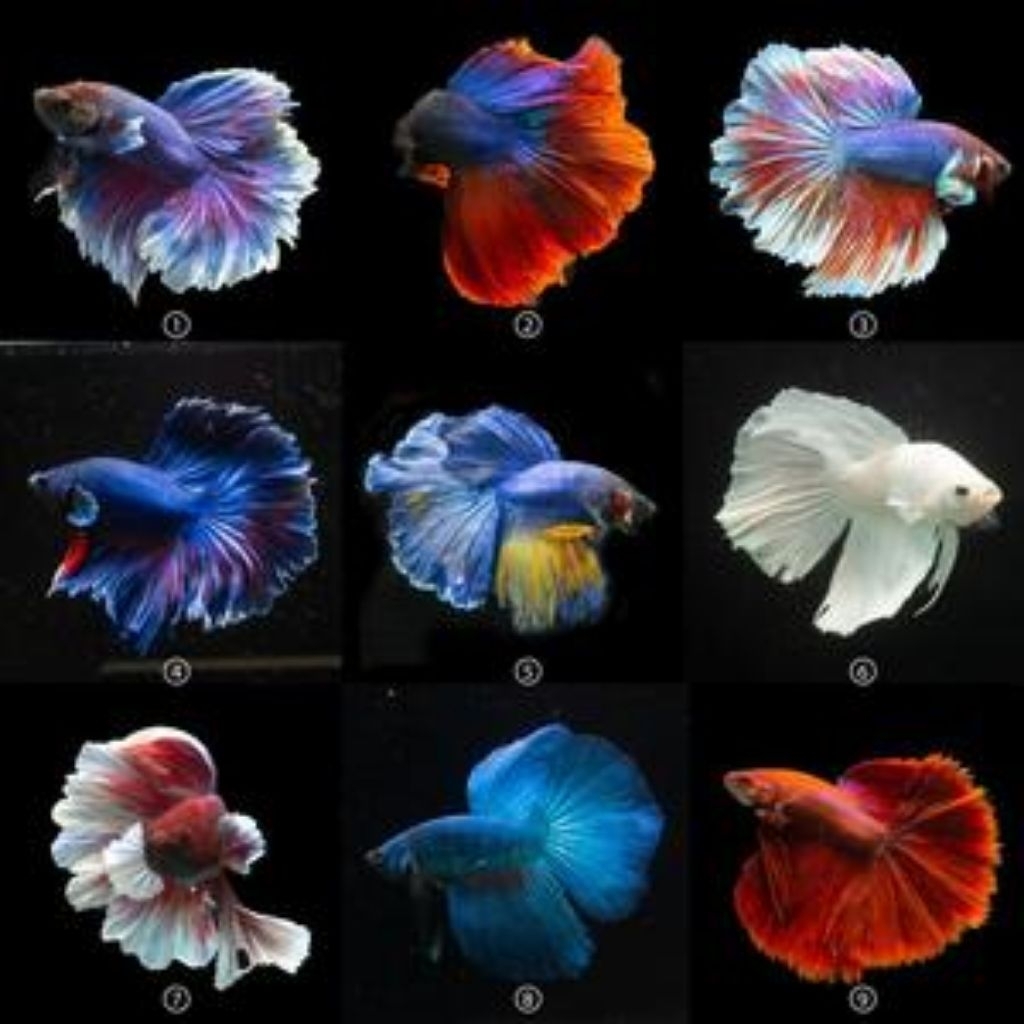 Hiasan Aquarium Cupang Murah Bagus Keren