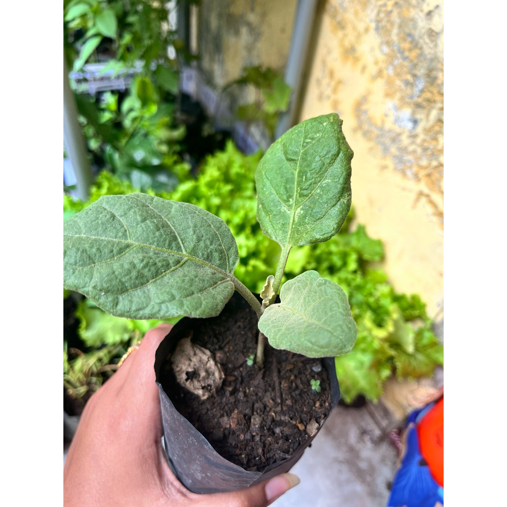 bibit terong putih bulat