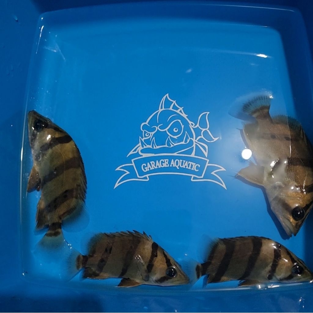 (INSTANT) DATZ NTT THAILAND NORTHERN THAILAND TIGER FISH IKAN HIAS PREDATOR AQUARIUM KOLAM