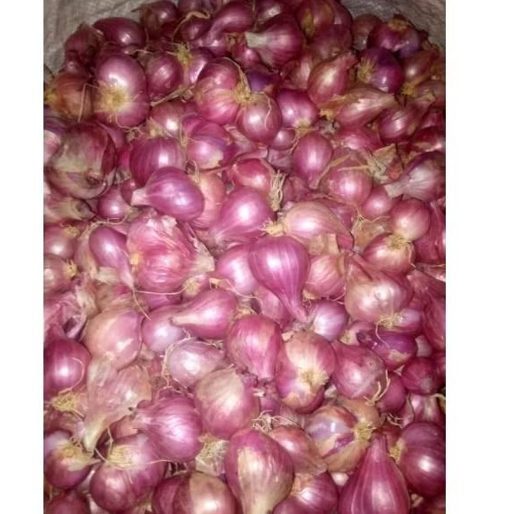 

Bawang merah brambang 1kg langsung petani