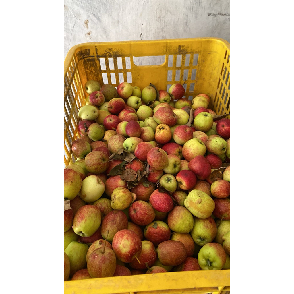 

Apel Mini Cerry Asli Batu