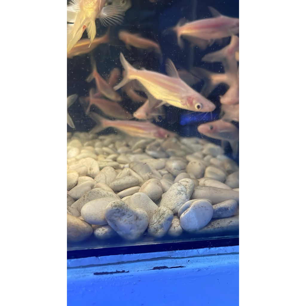 hiasan Aquarium patin albino cakep