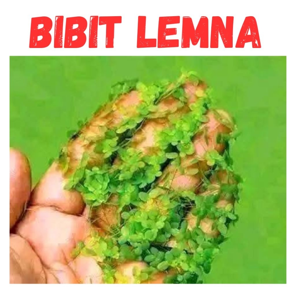 bibit lemna mata lele / pakan alternatif, ikan, unggas dan ternak
