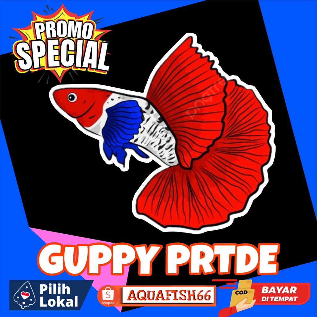 IKAN HIAS GUPPY PRTDE PERPASANG BERGARANSI