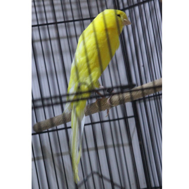 Kenari Rasmi Iran Box 24 Gacor Warna Cerah