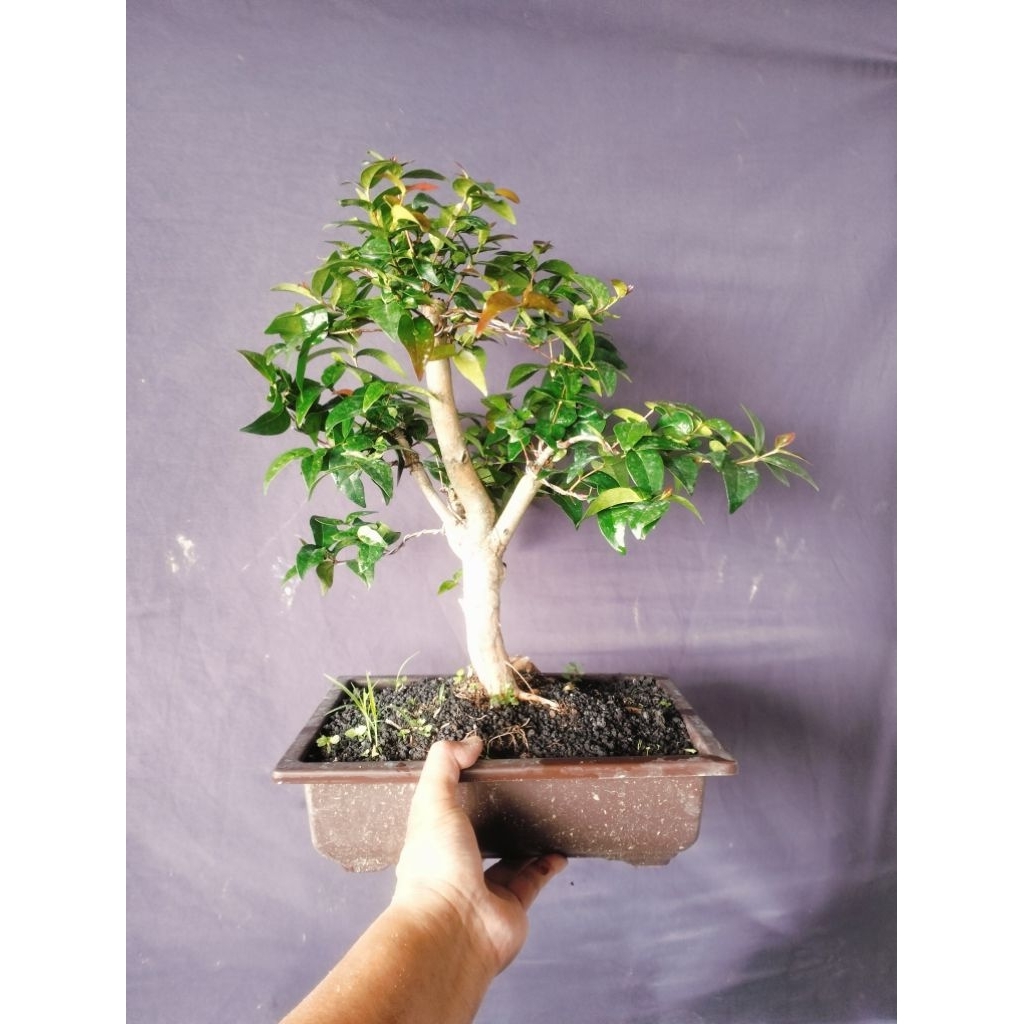 bonsai dewandaru tinggal pajang
