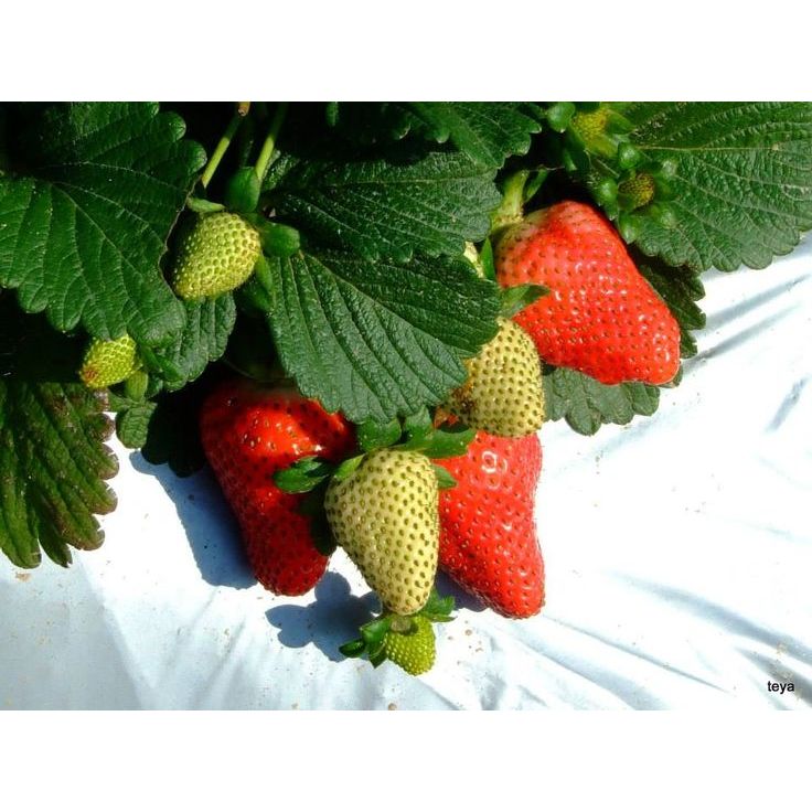 BIBIT STRAWBERRY CALIFORNIA 3PCS BERBUAH JUMBO MANIS / STRAWBERRY CALIFORNIA  BERBUAH BESAR MANIS