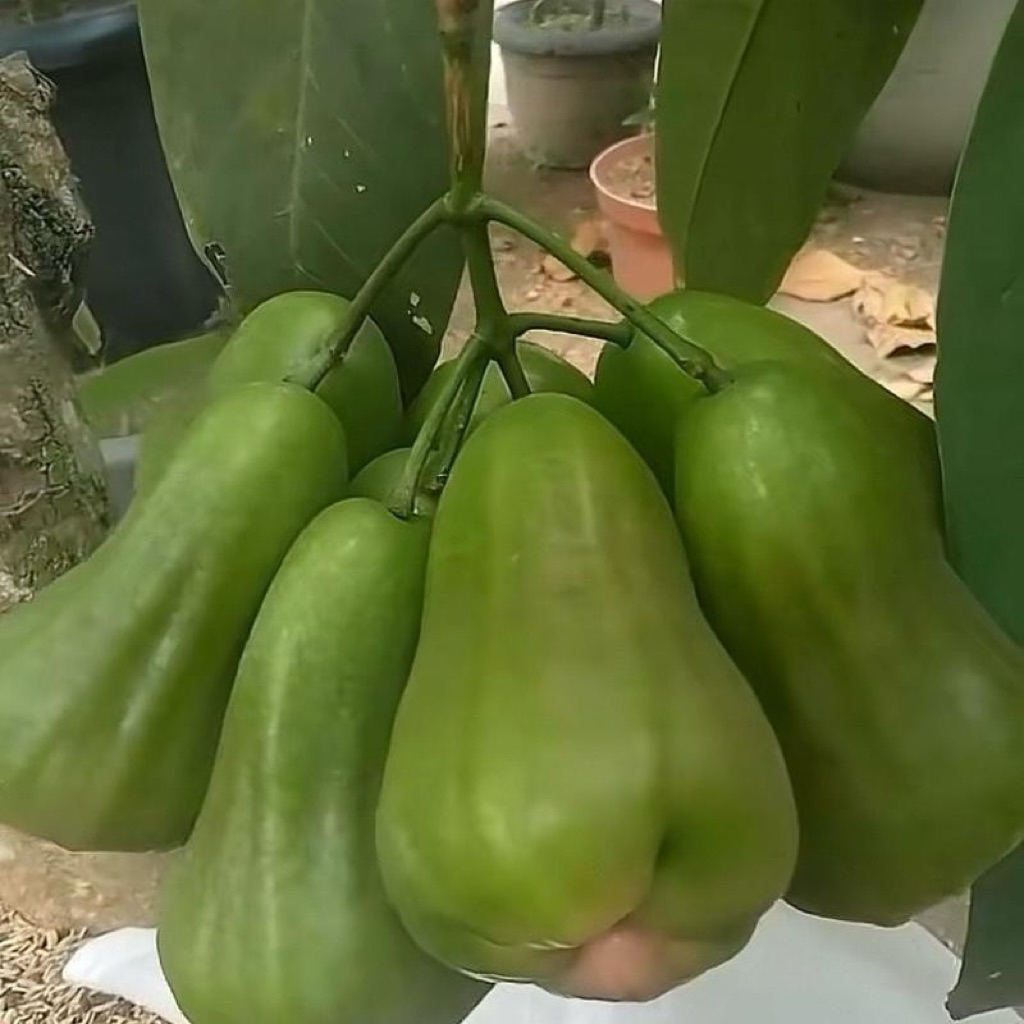 Bibit Jambu Air Green Giant atau Tanaman Jambu Air Green Giant