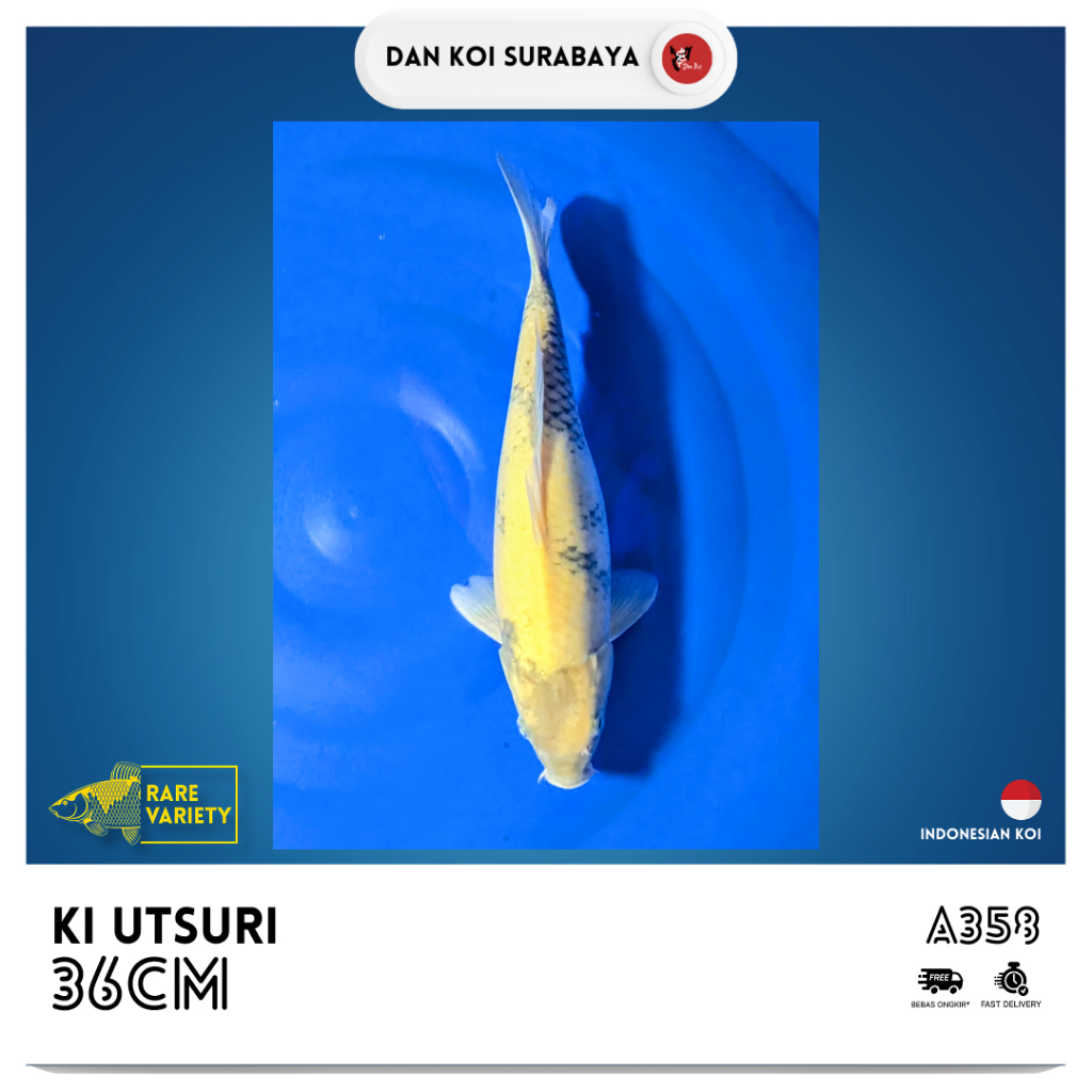 *RARE VARIETY* Ikan Koi Ki Utsuri Kode A358
