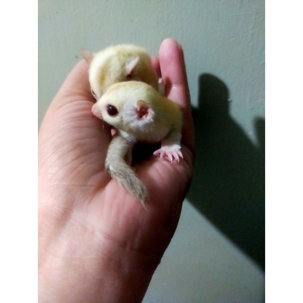 miniatur sugar glider creamino