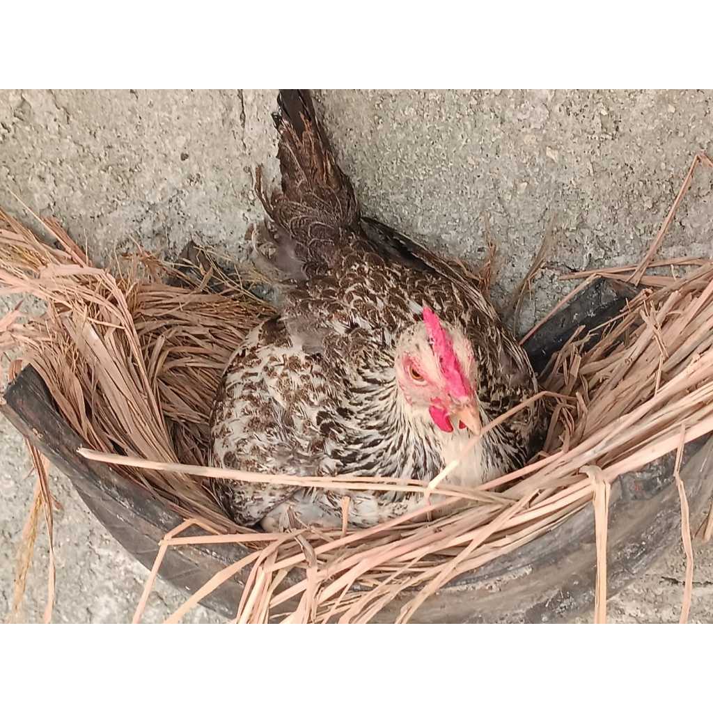 Telur Fertil Ayam KUB 2 Jenaka Asli Bisa untuk ditetaskan / Jamu / Konsumsi Olahan