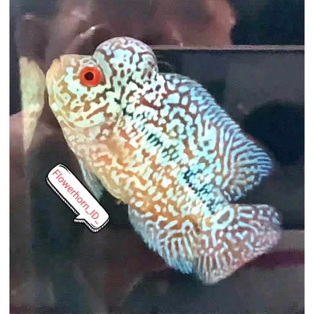 Baby Burayak Louhan Cencu Seriss