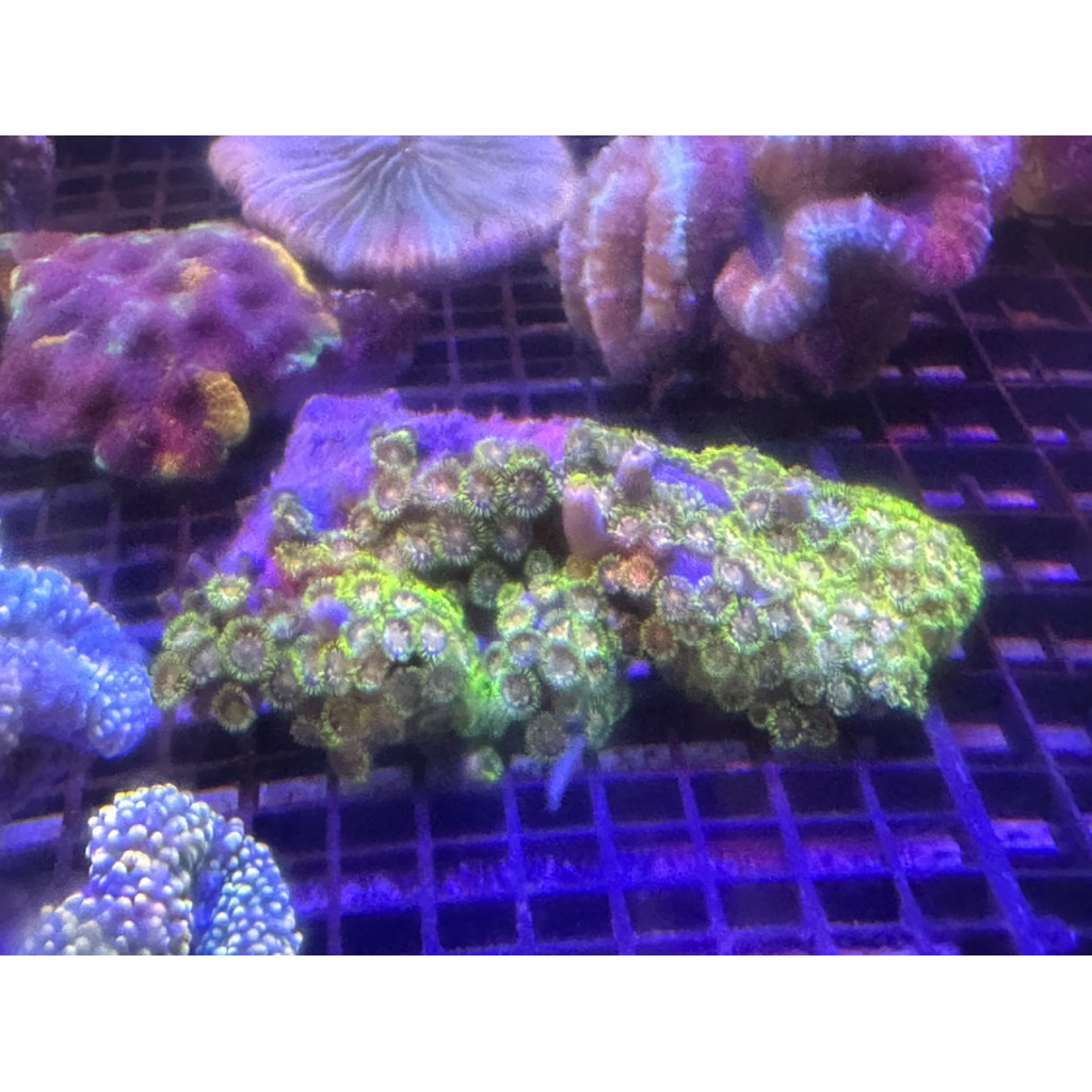 coral karang zoa koloni besar bukan frag