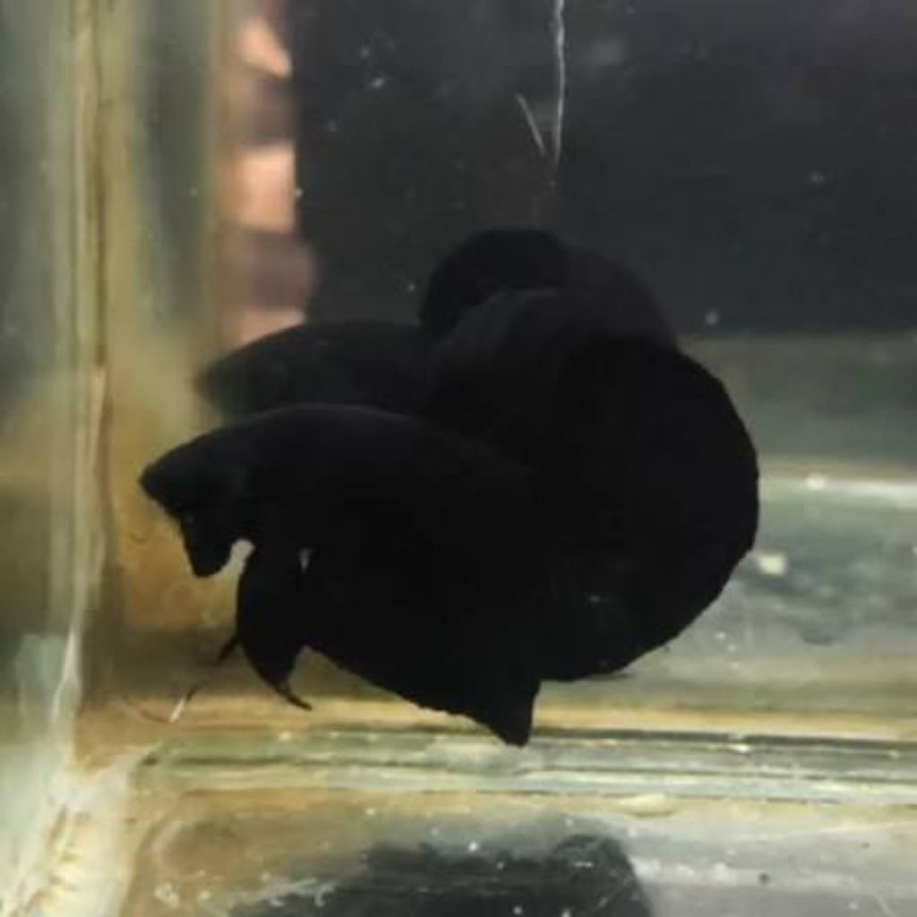 AKSESORIS CUPANG HMPK SUPER BLACK