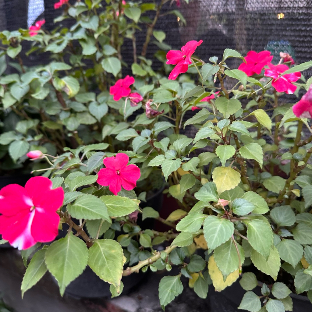 Tanaman hias Pacar air - pacar air pink putih