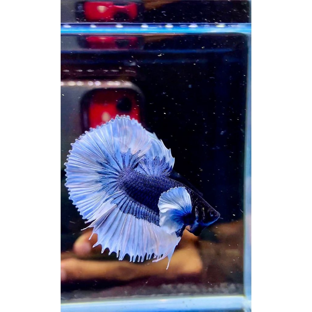 1 pair hmde blue butterfly top grad