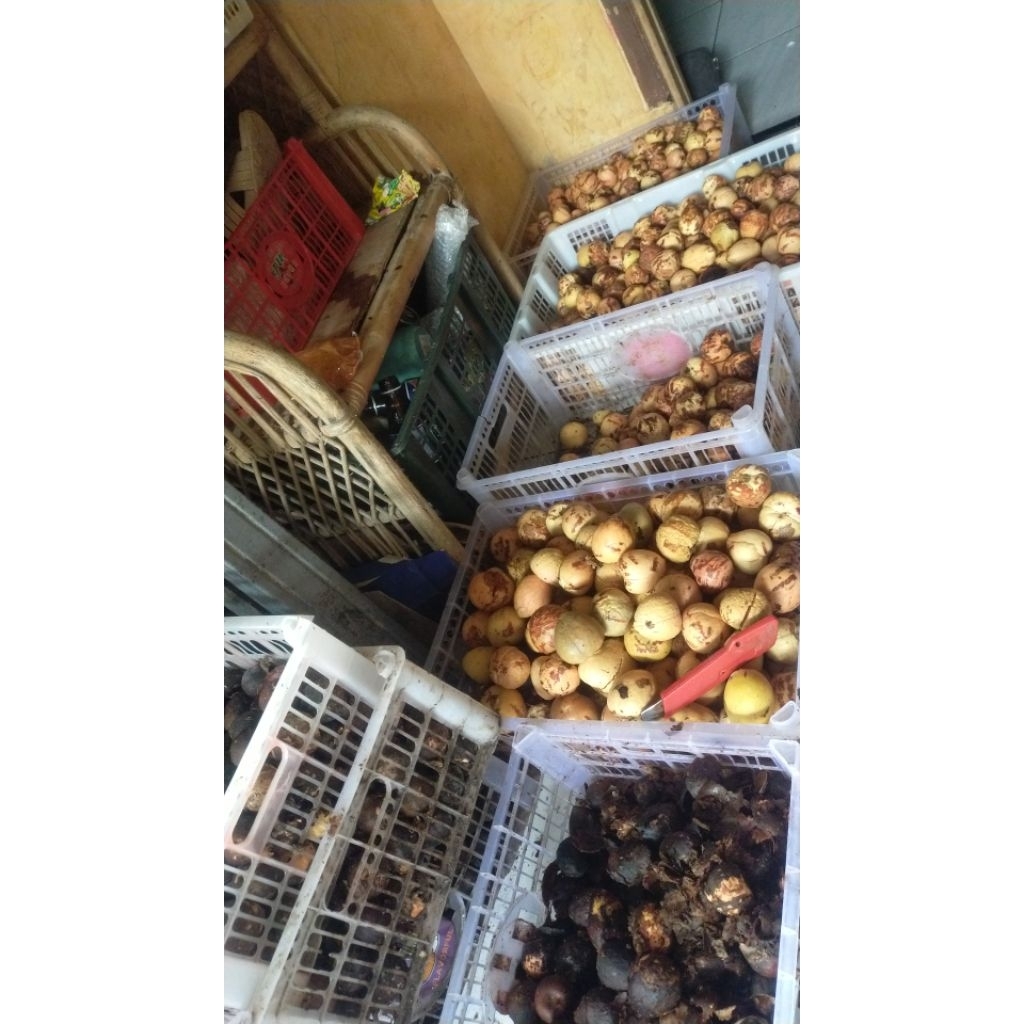 

biji alpukat mentega besar 40 +20 cuma 30ribu