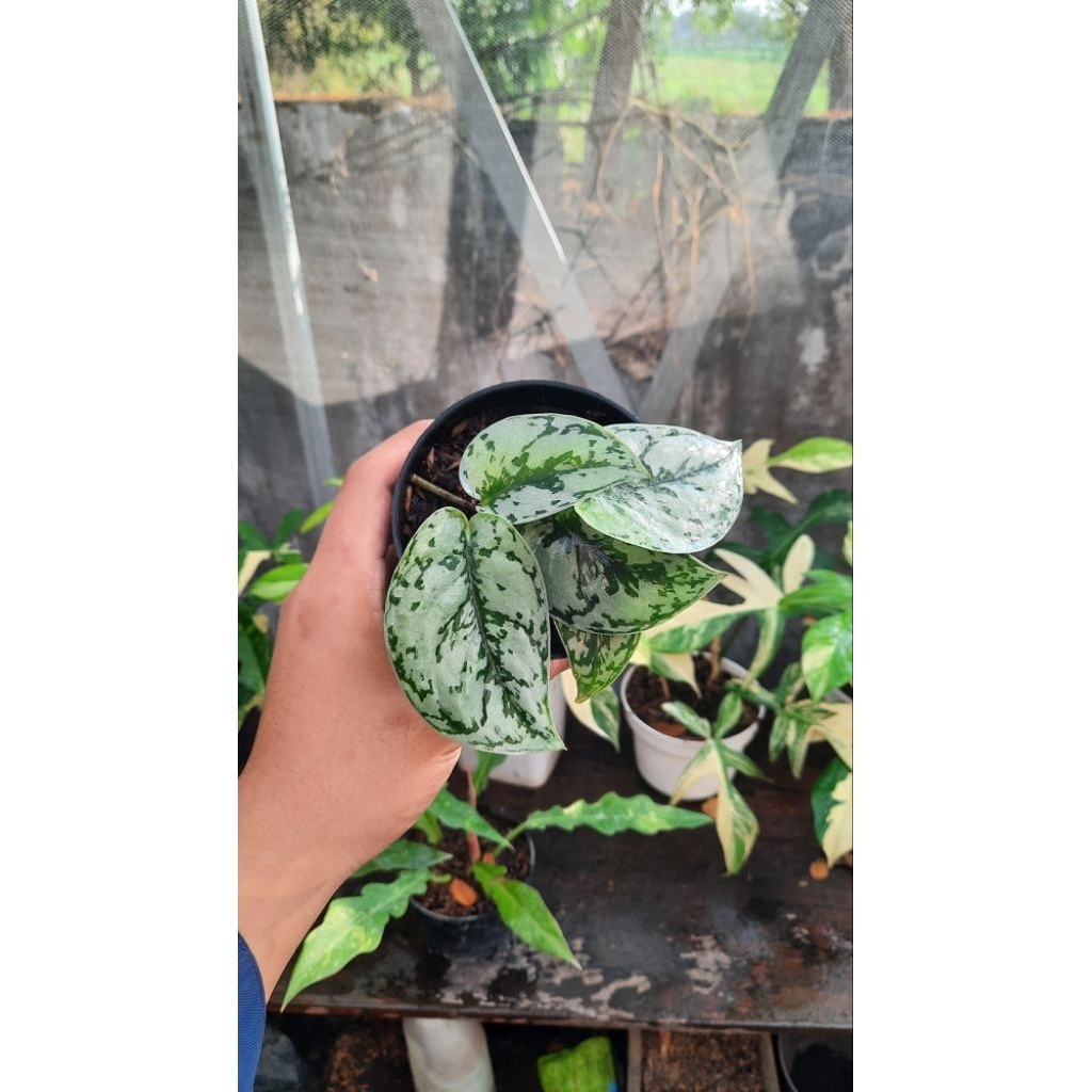 tanaman hias scindapsus pictus silver