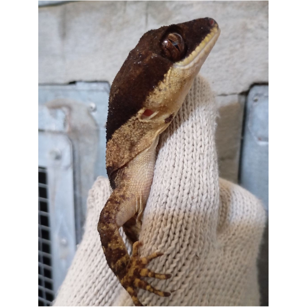 Cyrtodactylus irianjayaensis/Giant Bent Toed Gecko