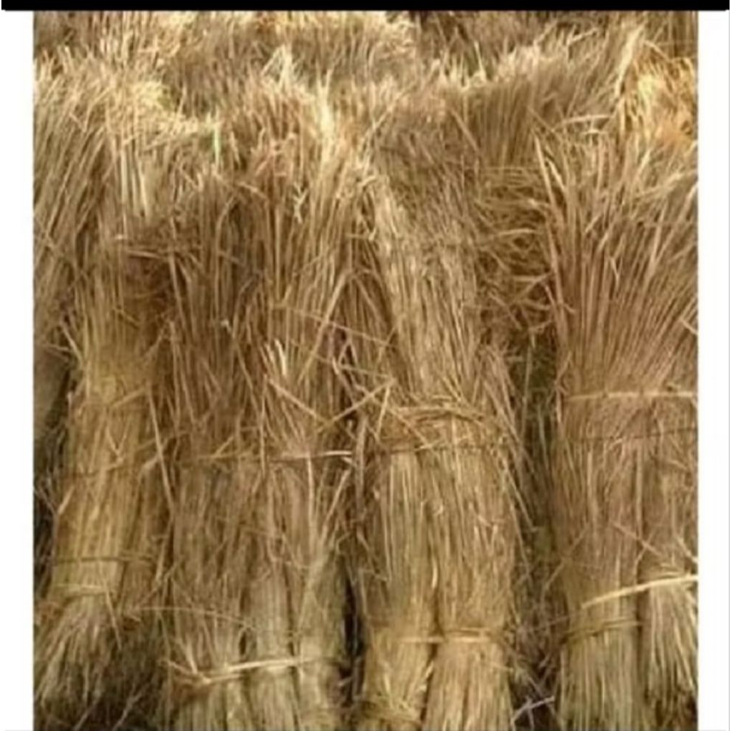 Jerami padi kering 1kg dekorasi