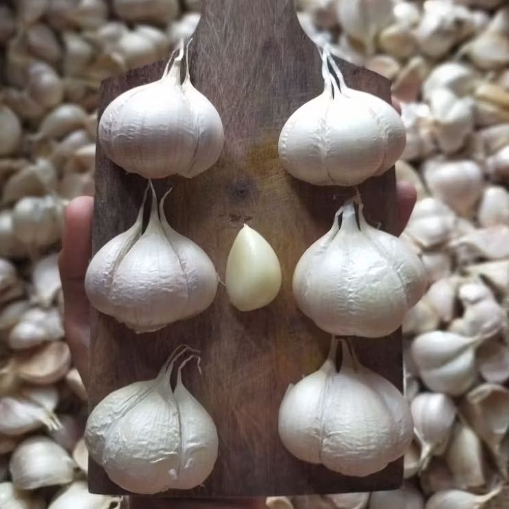 

Bawang Putih Kating Bersih (tanpa bonggol)