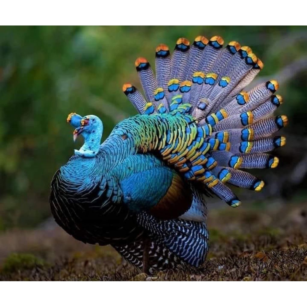 telur Ayam kalkun pelangi siap untuk ditetaskan