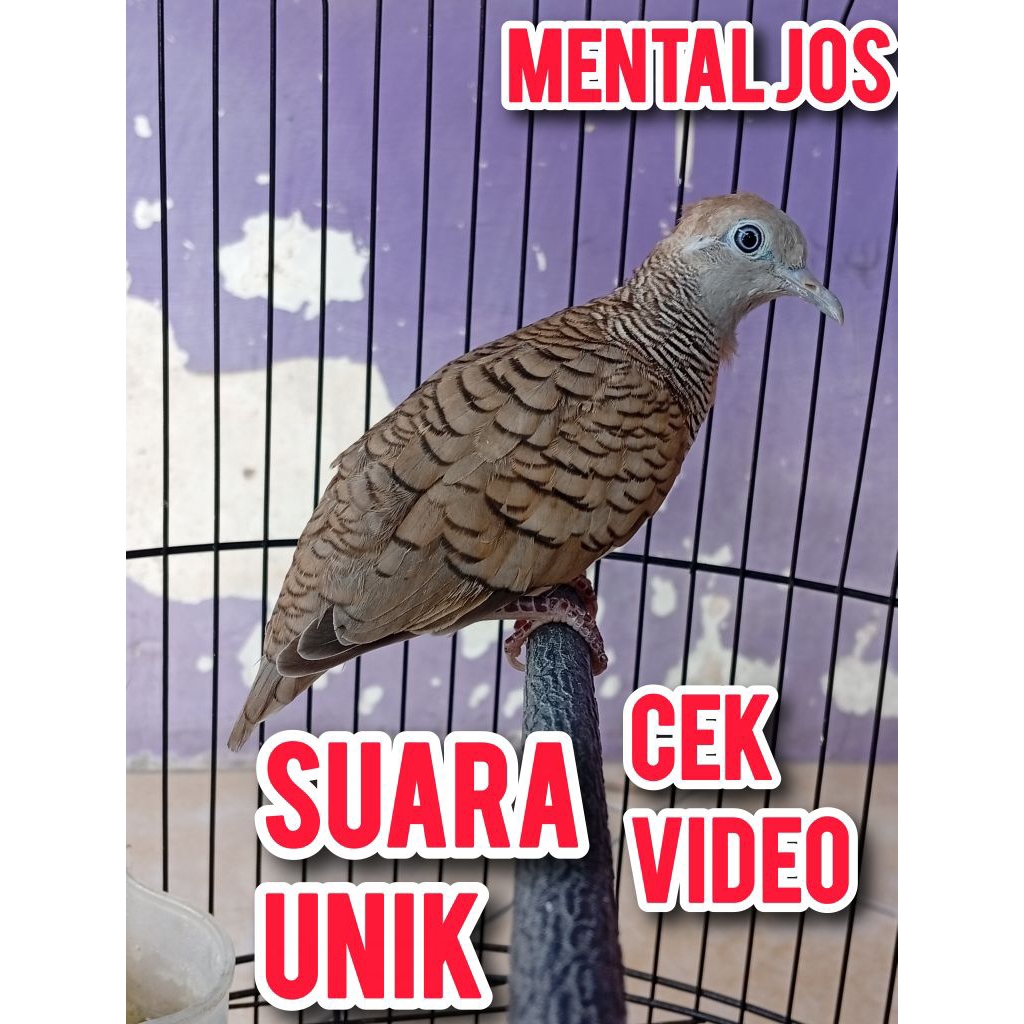 perkutut alam,GACOR DOR MANGGUNG suara UNIK rg:RAHIL SF119