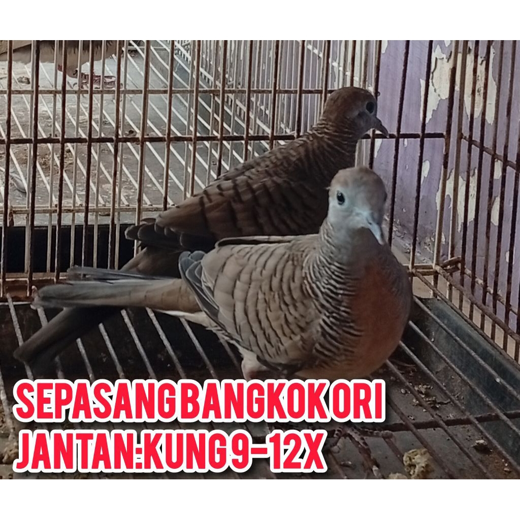 sepasang Perkutut BANGKOK ORI,mulai KAWIN,suara kUNG