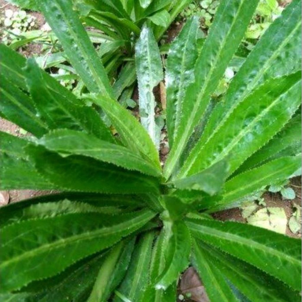 

Daun Herbal Walang Sangit 100% Alami & Segar per bibit toko kebun sejahtera