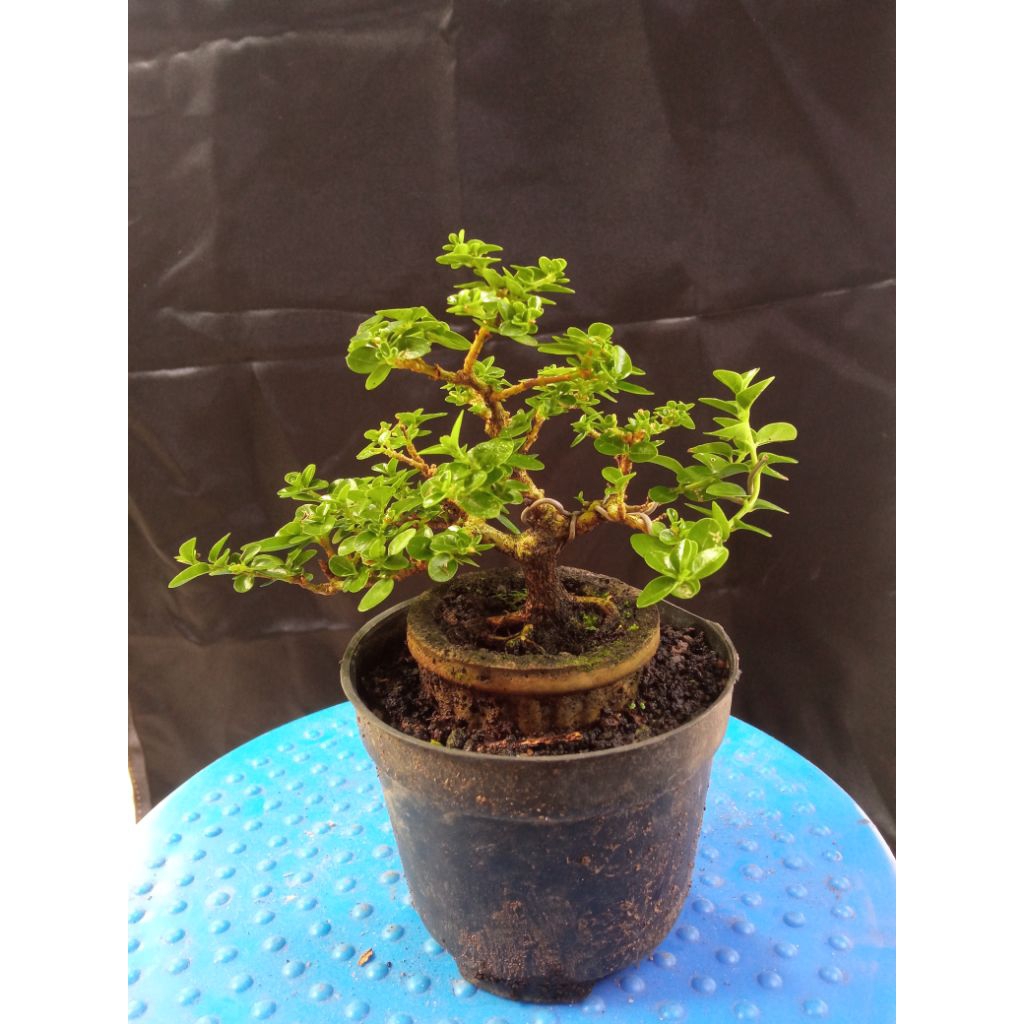 bonsai sancang pot plastik kecil