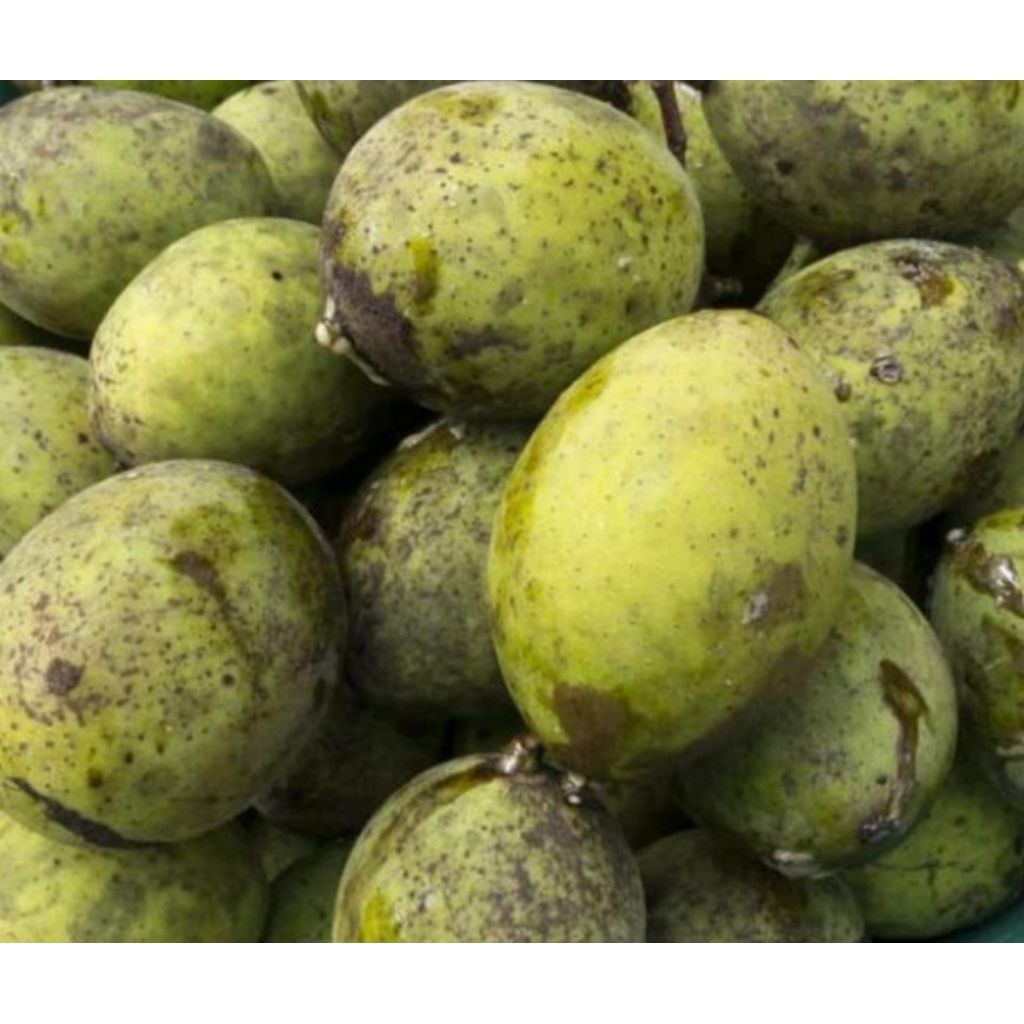 buah limus buah pakel Fress 1 kg