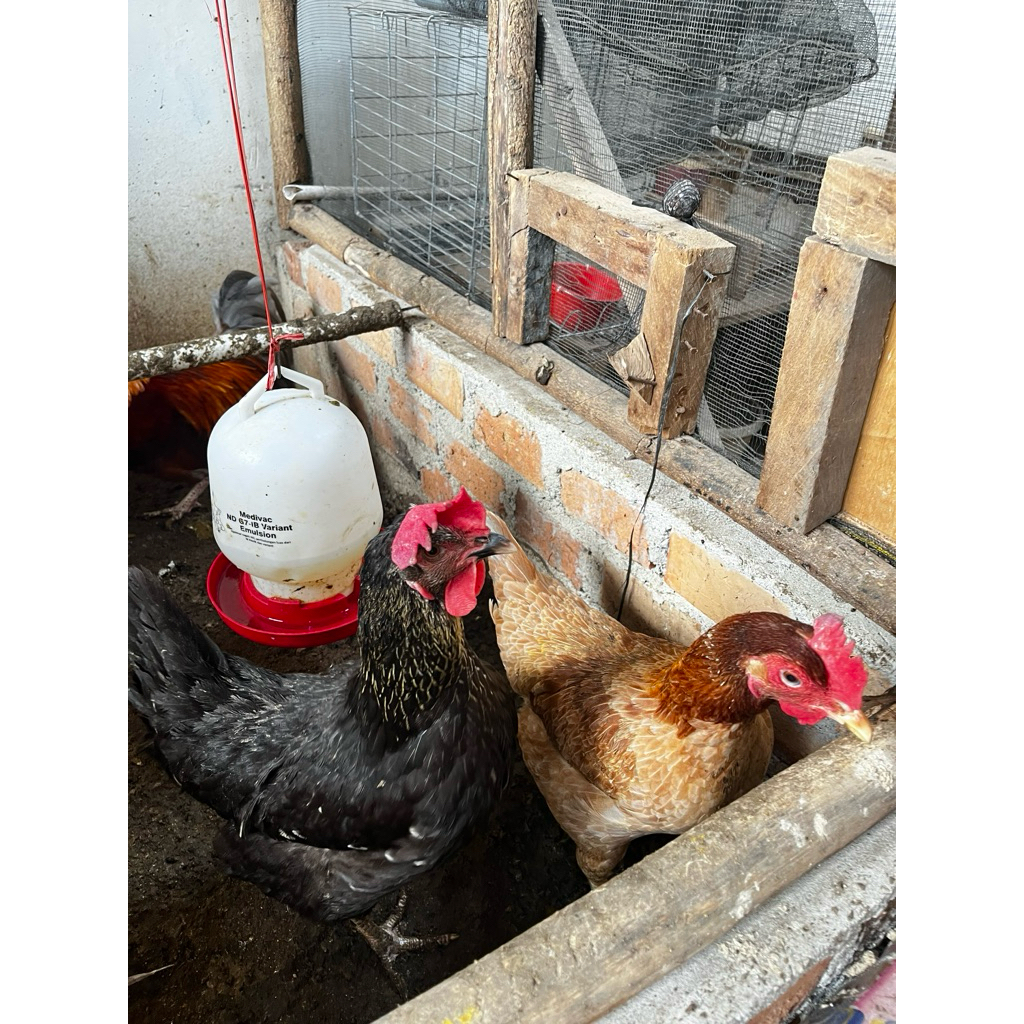 Ayam Pelung Francis Super (Ulu)