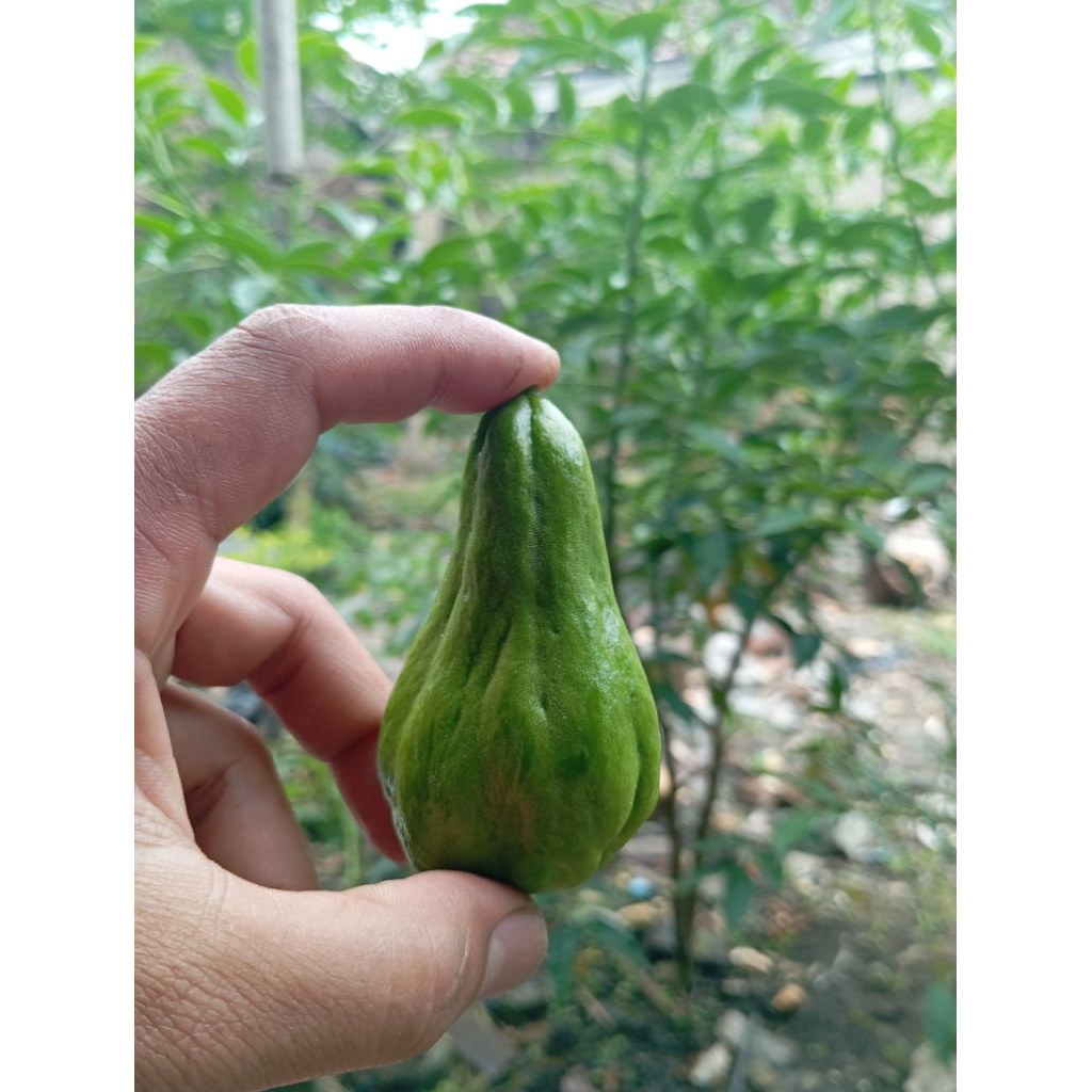 Labu Siam Beby mini (acar ) 1kg termurah ...segar langsung di petik dari kebun