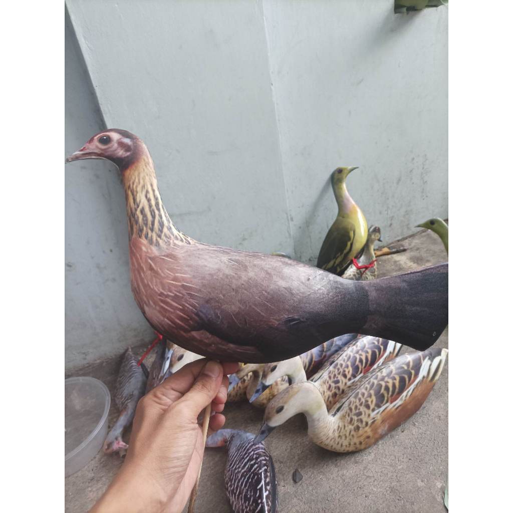 JONTROT BETINA AYAM HUTAN MERAH PIKAT AYAM HUTAN MIRIP ASLI