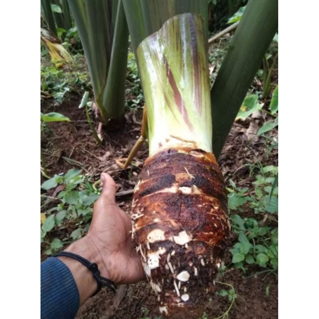 Talas Bogor & Talas Gajah Segar – Umbi Pilihan Berkualitas