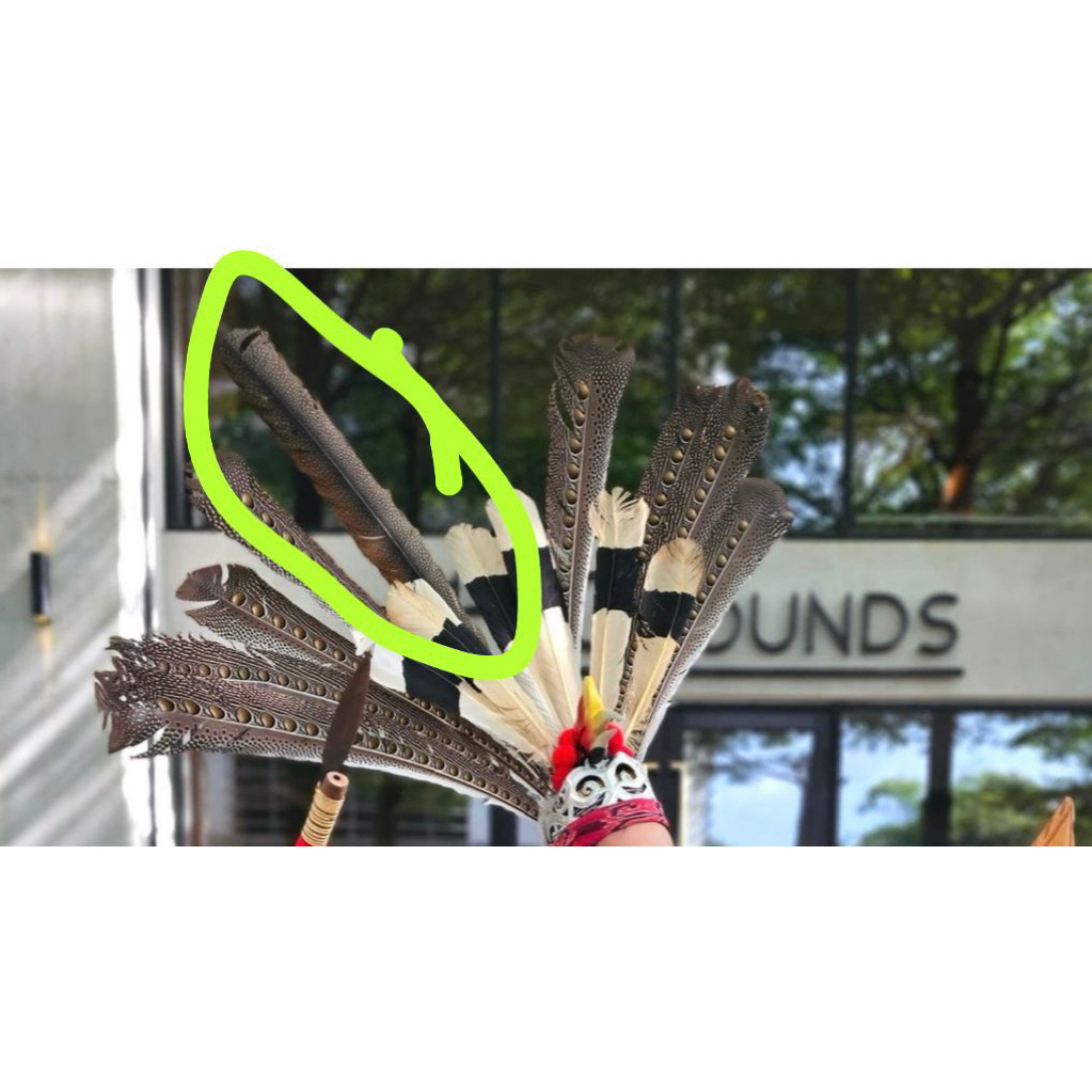 Bulu burung tebun | Bulu burung Kalimantan | Aksesoris adat dayak Kalimantan | Aksesoris tari dayak 