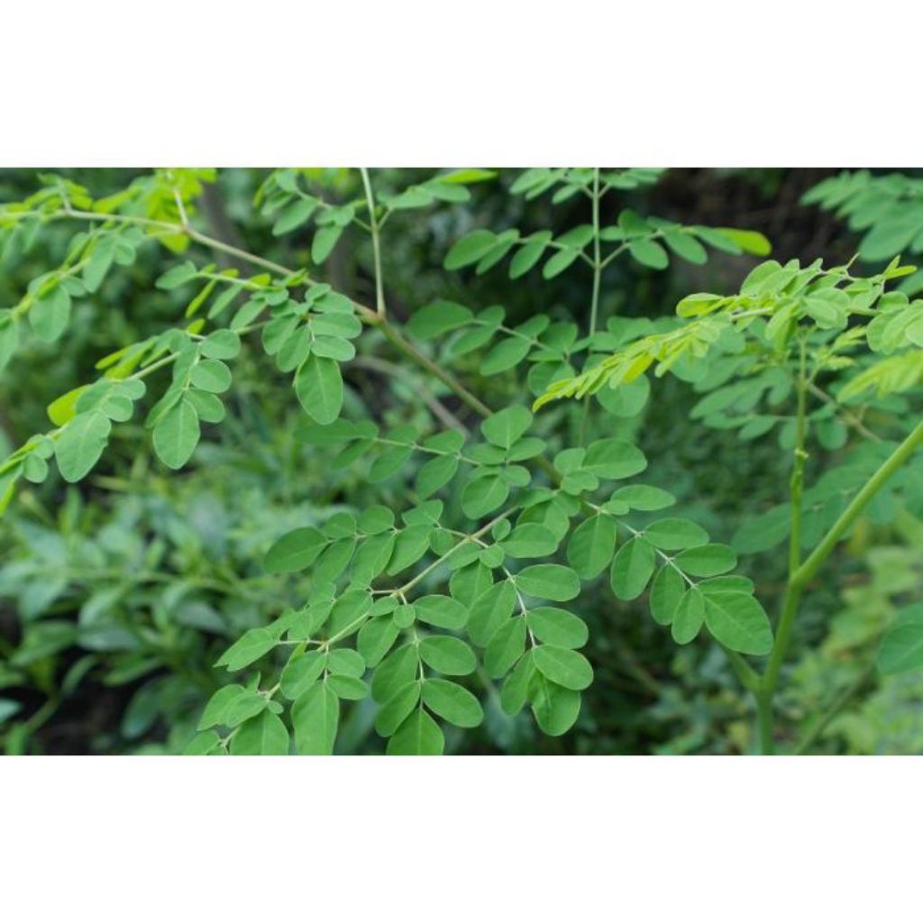 

Daun Kelor Segar Murah / Organik 100 gram Premium / Daun Moringa Herbal Alami