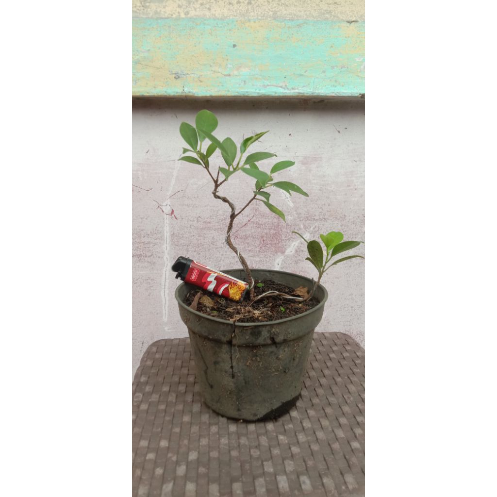 bibit pohon bonsai beringin kimeng (Ficus microcarpa) size small/mame bahan [COD]