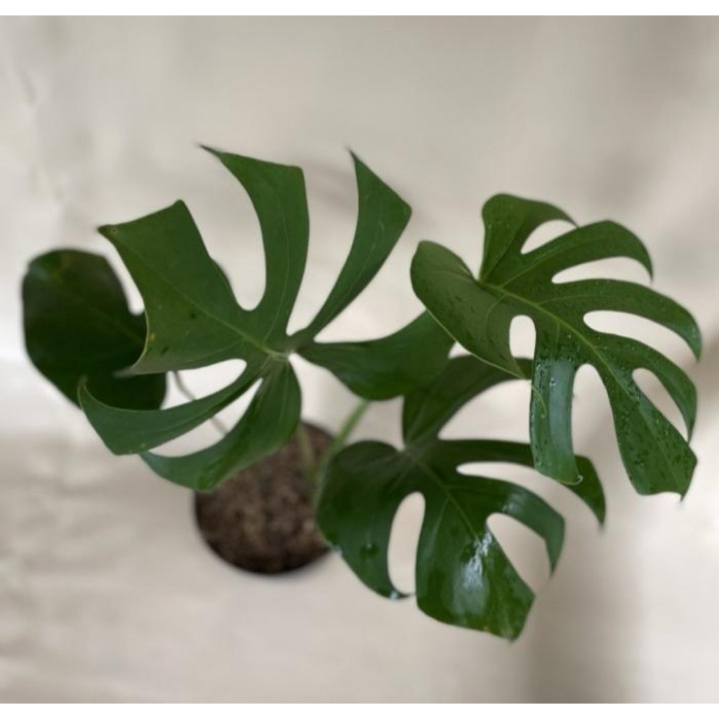 tanaman hias monstera king deliciosa 3-4 daun kondisi remaja / pohon monstera king / pohon monstera 