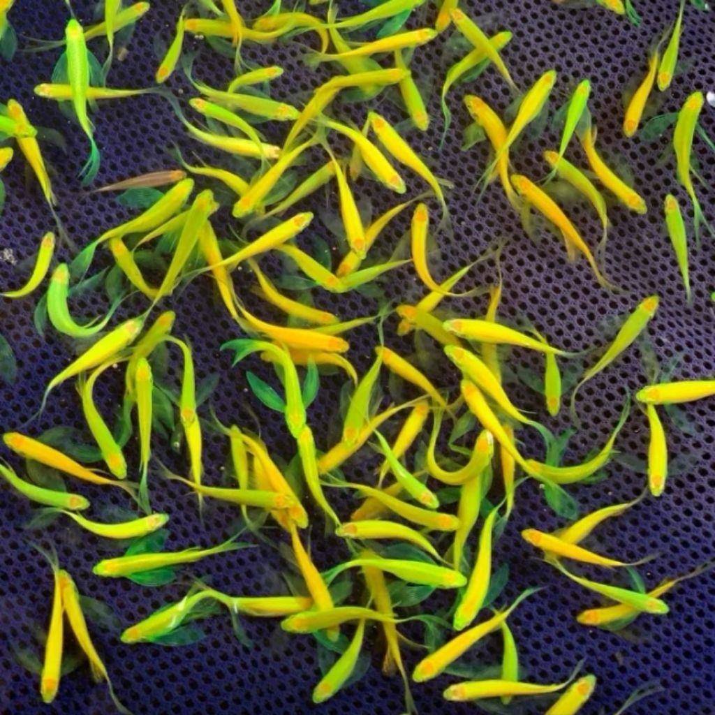 Paket Danio Slayer Green Apple / Stabilo | Danio Slayer