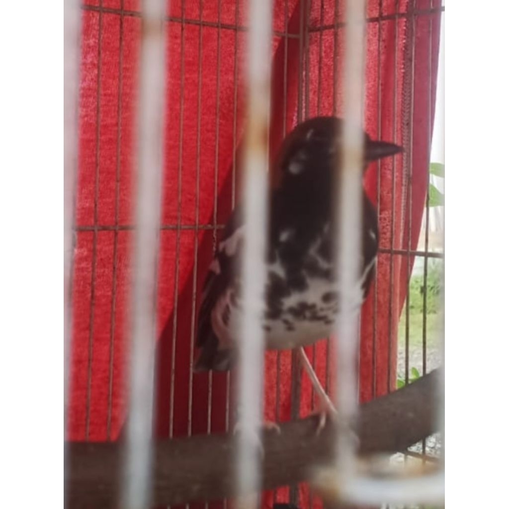 anis kembang riwikan