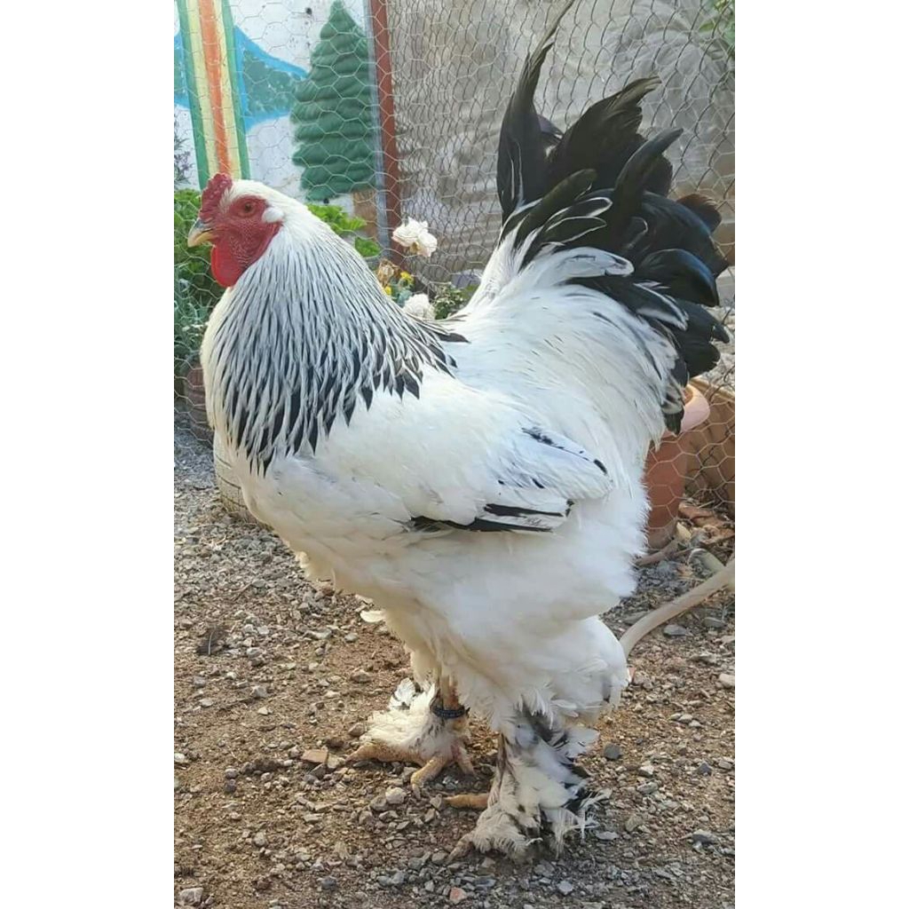 Telur ayam Brahma siap di tetasakn