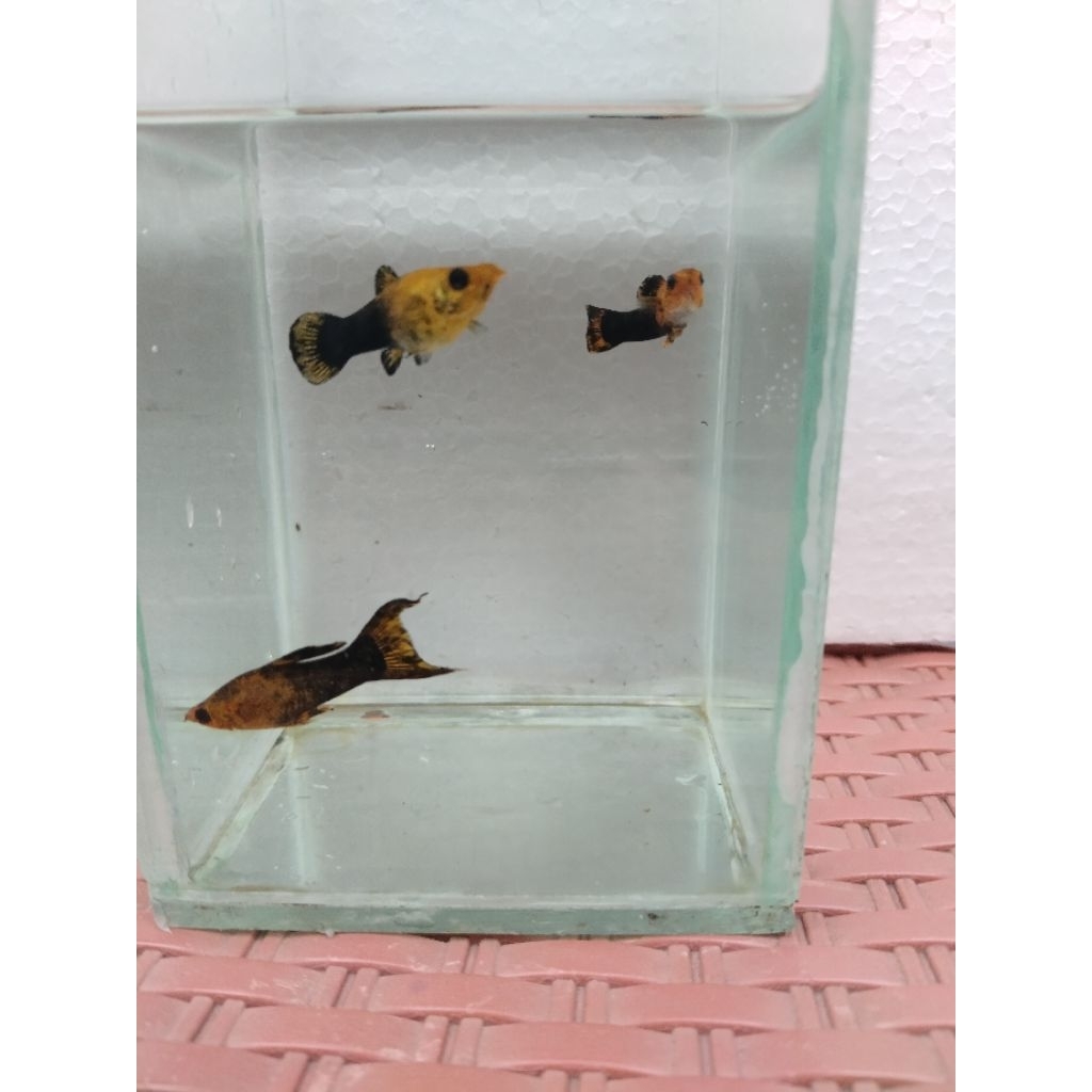 Ikan Hias Air Tawar Moly Golden Black Hiasan Akuarium
