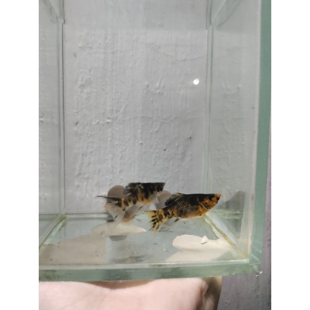 Ikan Hias Air Tawar Moly Tiger Hiasan Akuarium