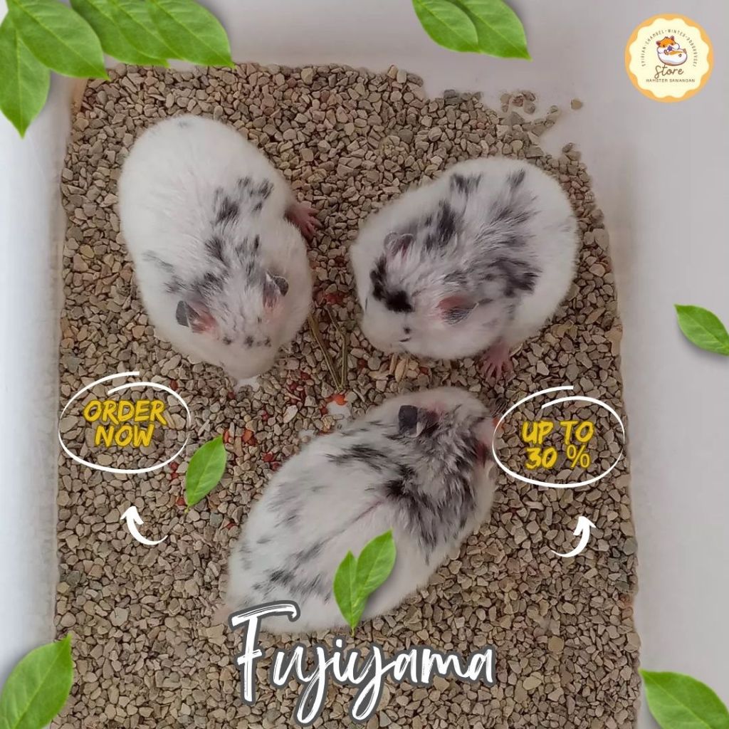 HAMSTER FUJIYAMA WHITE SPRINKLE (GOJEK/GRAB)